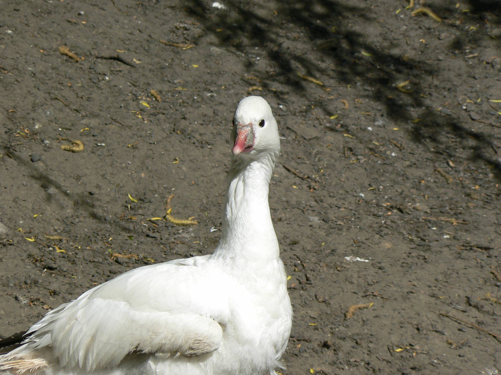 Ross's Goose