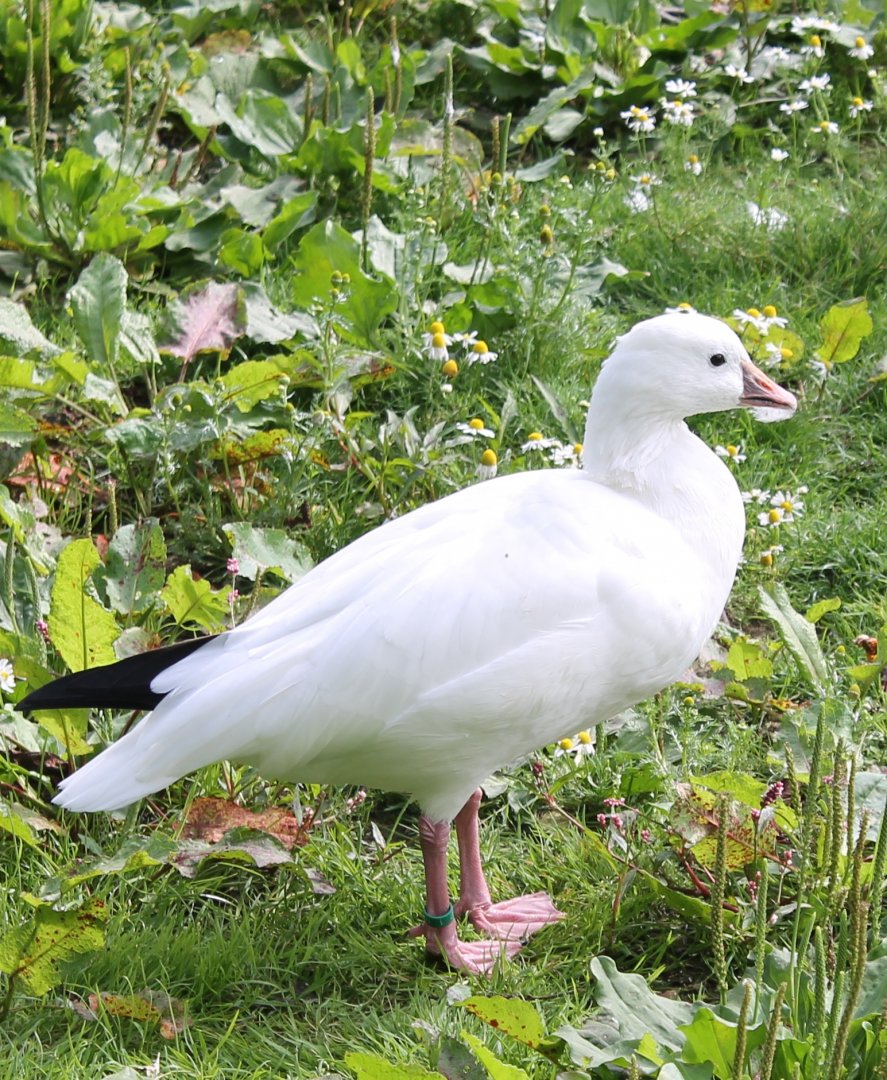 Ross's  goose