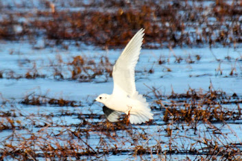 Ross's Gull