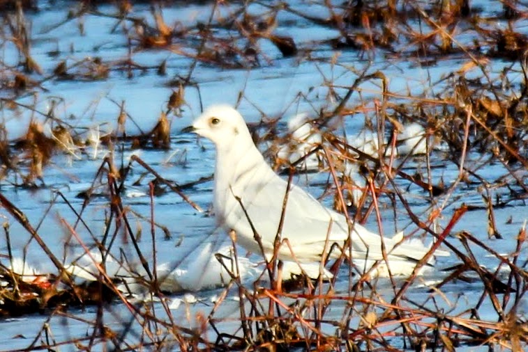 Ross's Gull