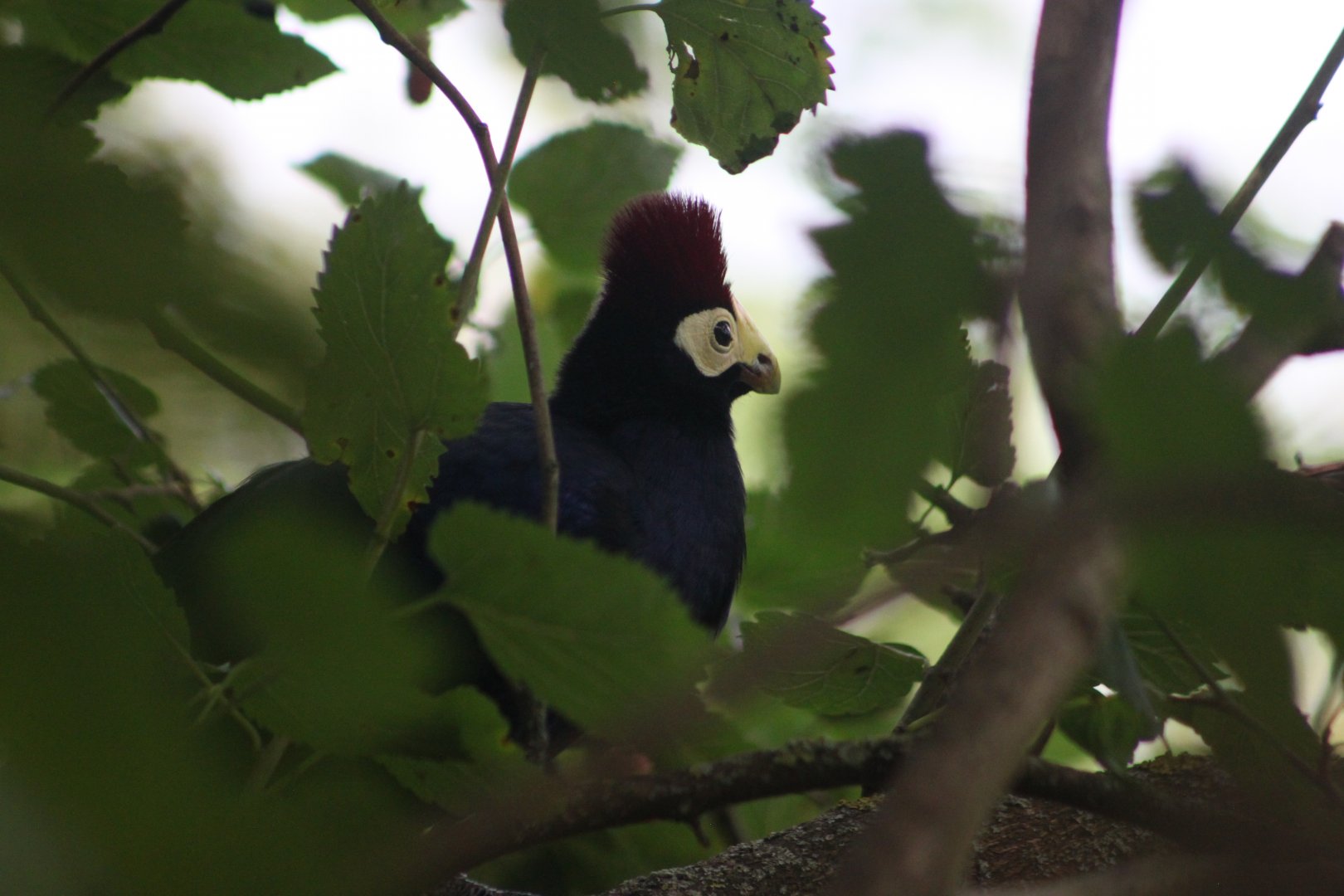 Ross's turaco (Musophaga rossae)