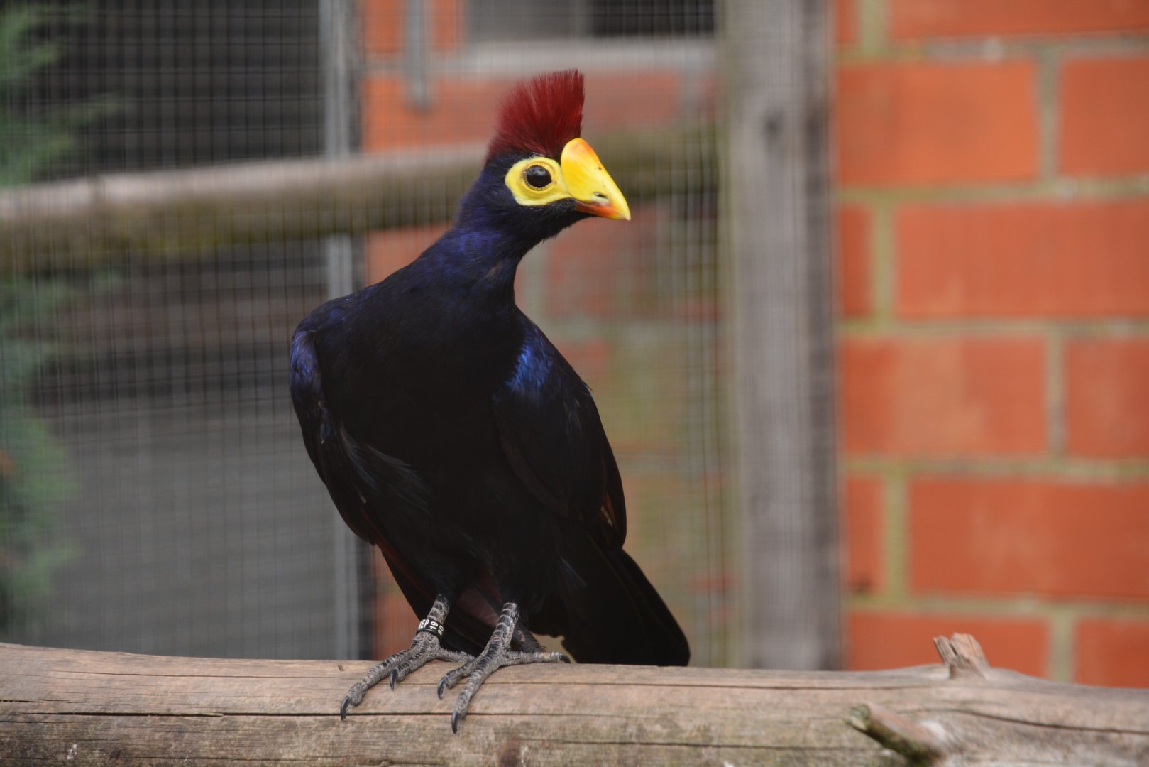 Ross's turaco ( Musophaga rossae)