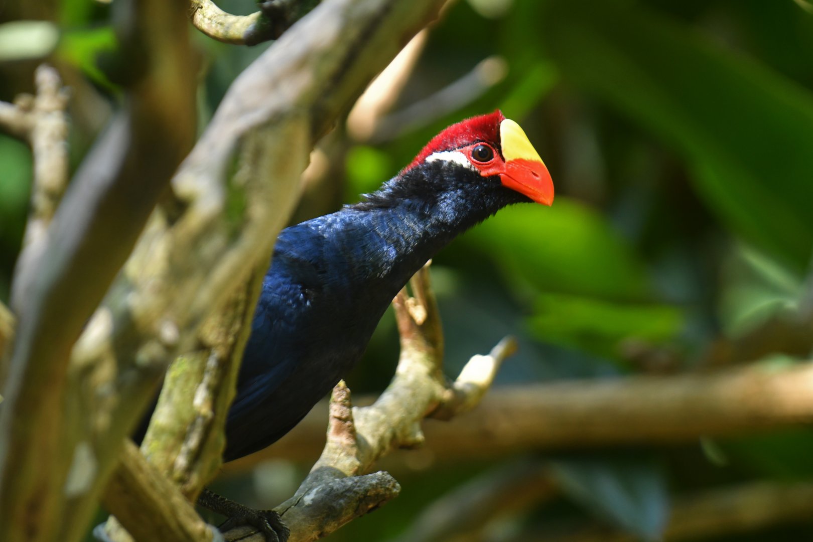 Ross's Turaco Musophaga rossae