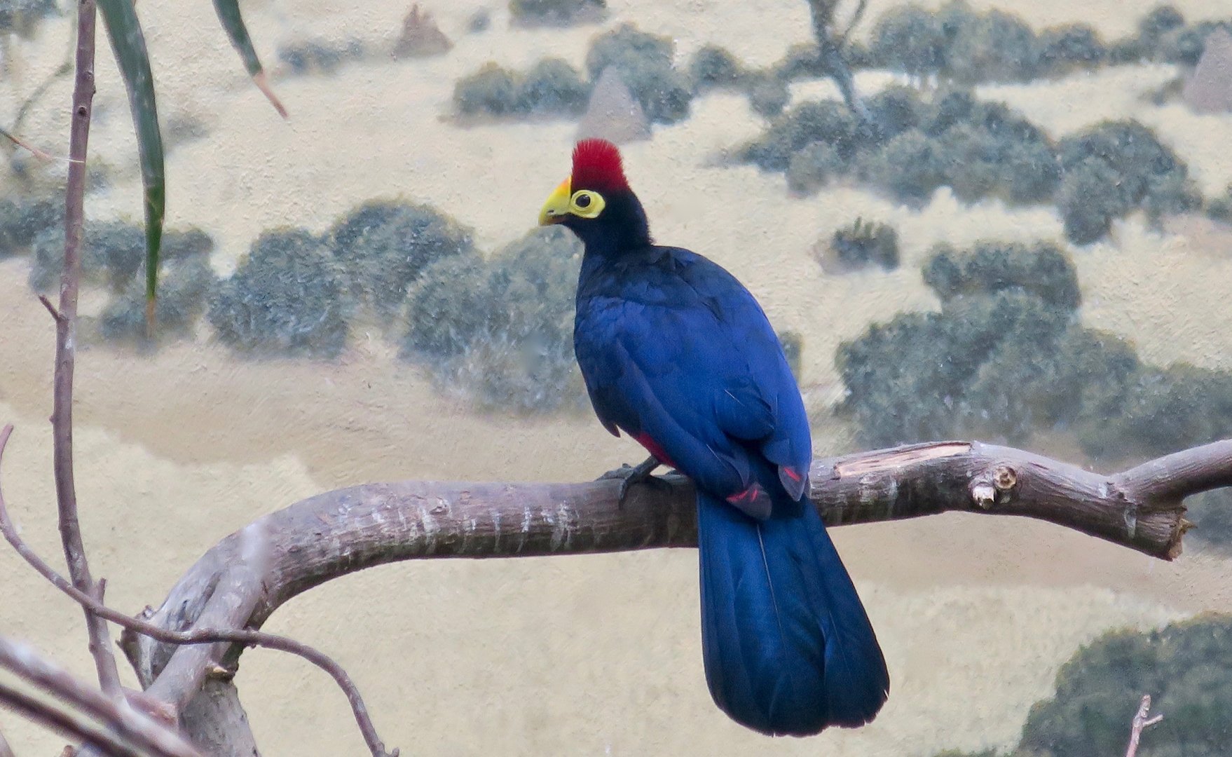 Ross's Turaco (Tauraco rossae)