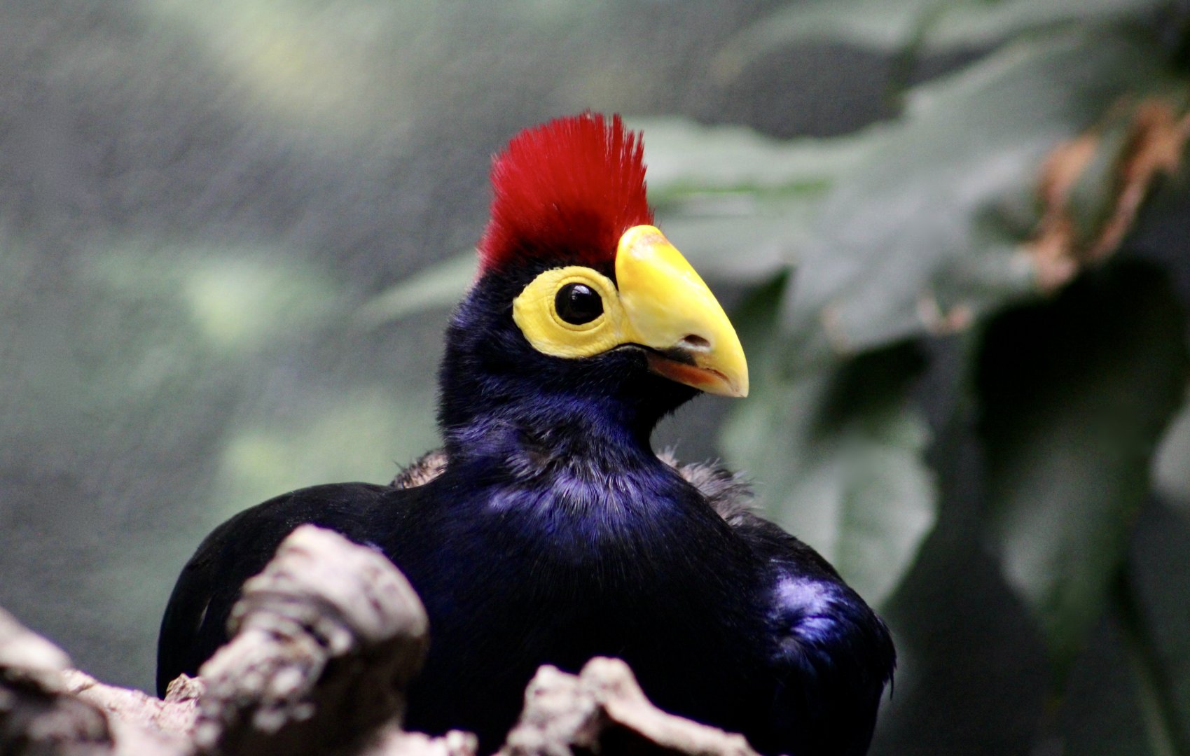 Ross's Turaco (Tauraco rossae)