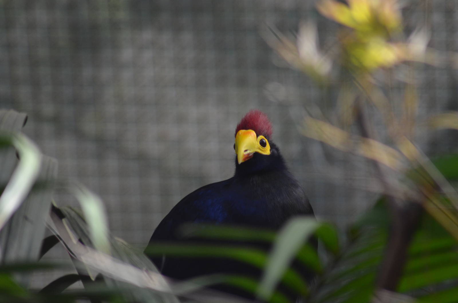 Ross's Turaco