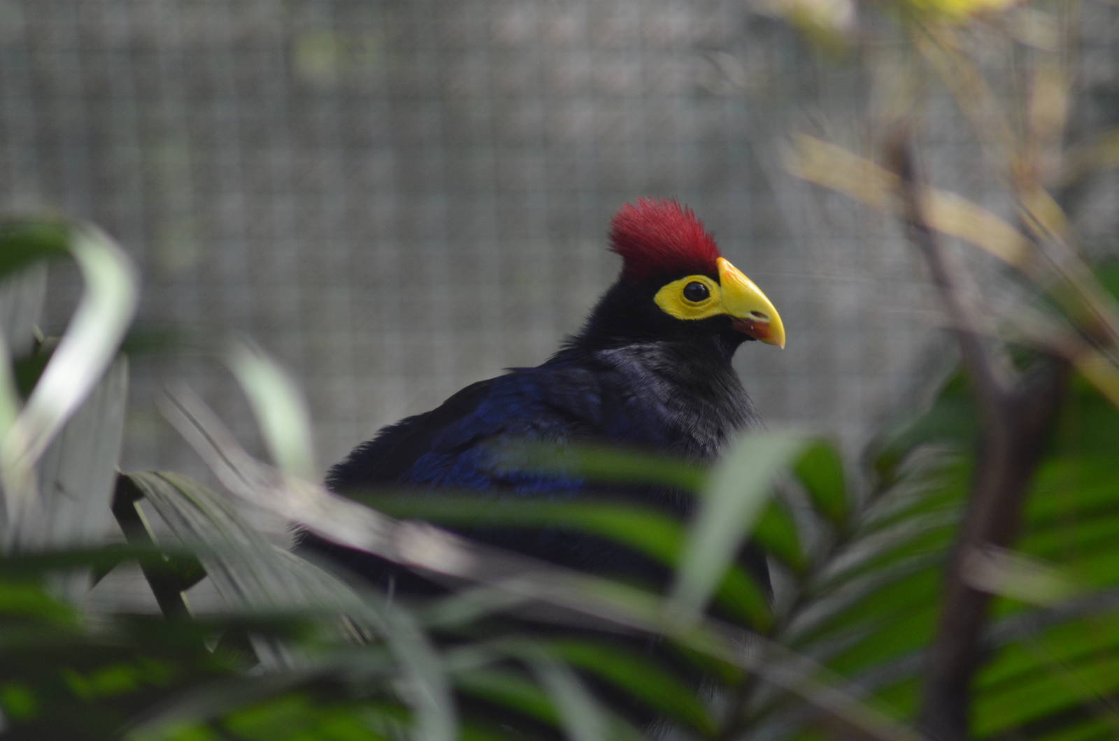 Ross's Turaco