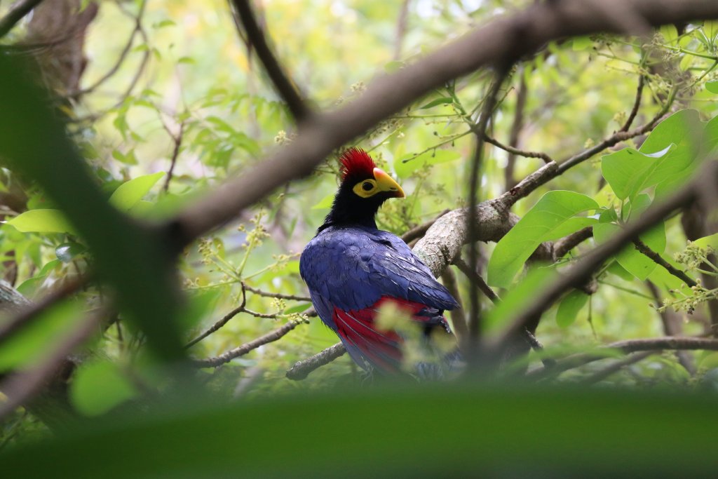 Ross's Turaco