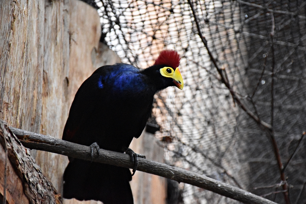 Ross's turaco