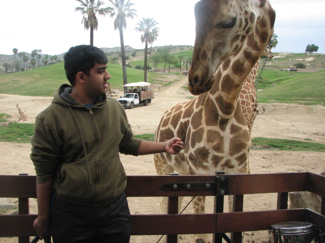 Rostchild giraffe feeding