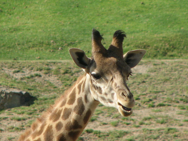 Rostchild's giraffe