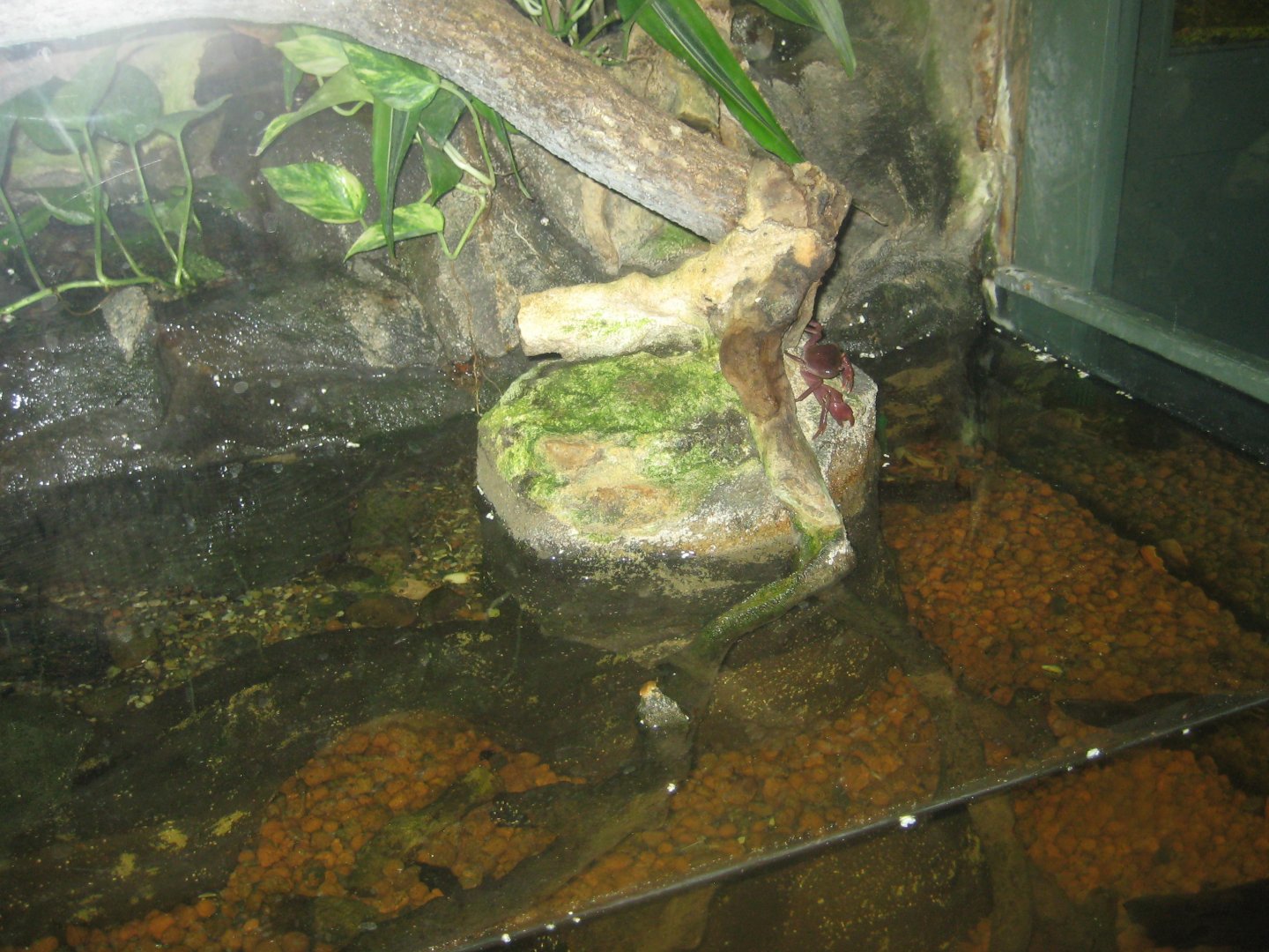 Rostock Zoo - Aquarium - Anole exhibit