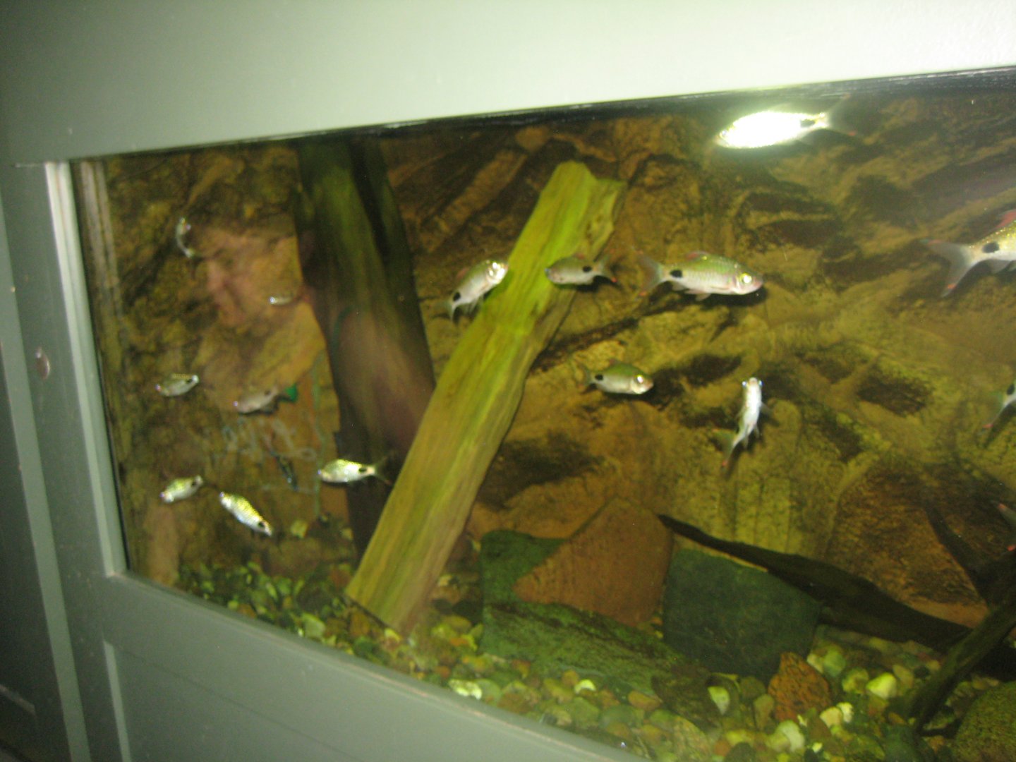 Rostock Zoo - Aquarium - Barb tank