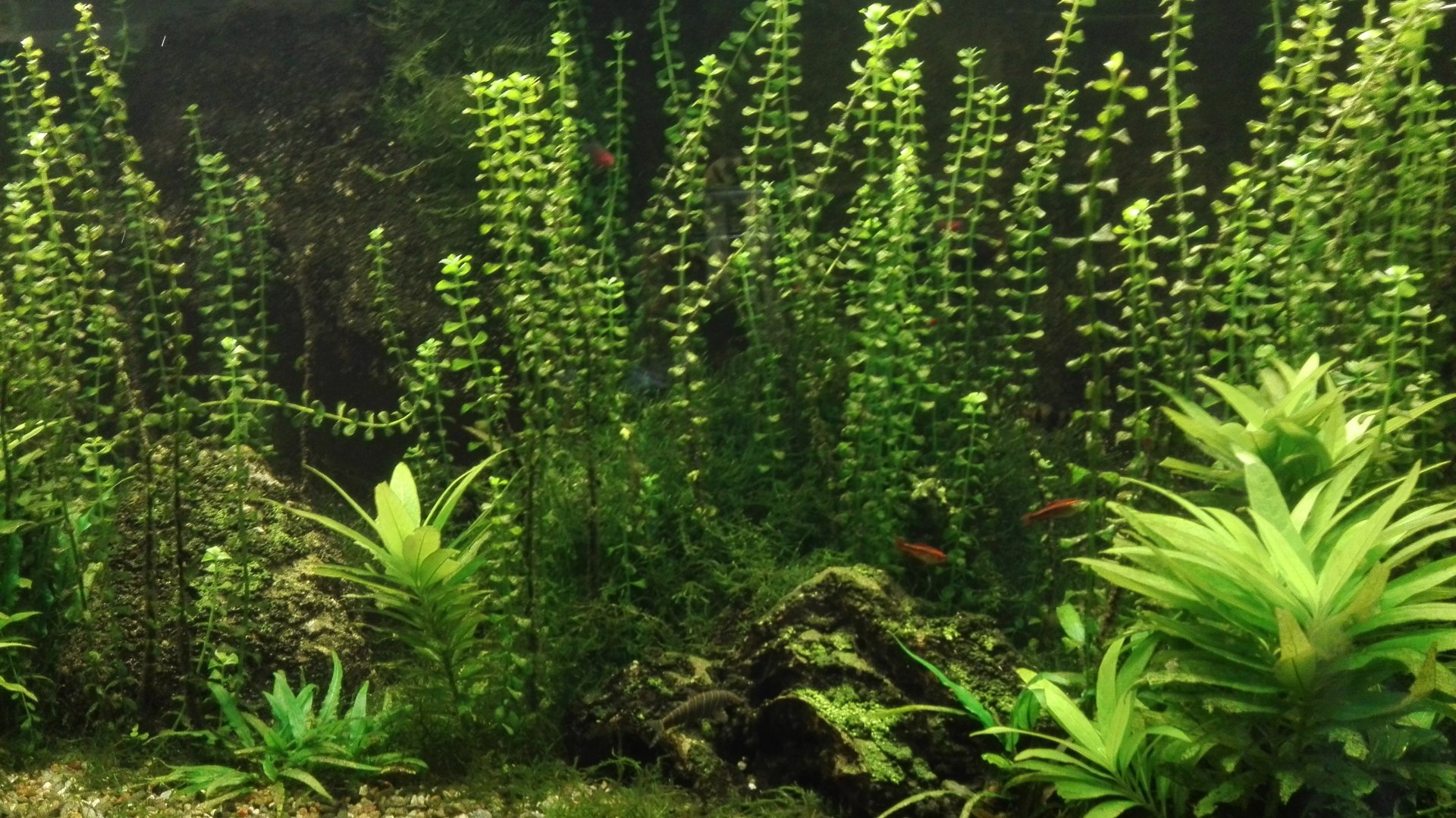 Rostock Zoo - Aquarium - Barb tank