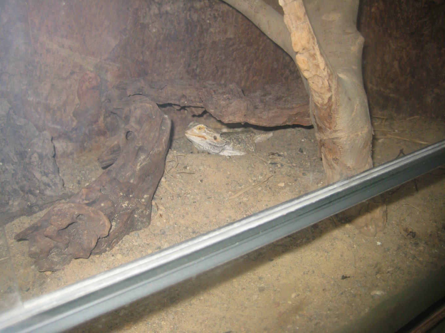 Rostock Zoo - Aquarium - Bearded dragon exhibit