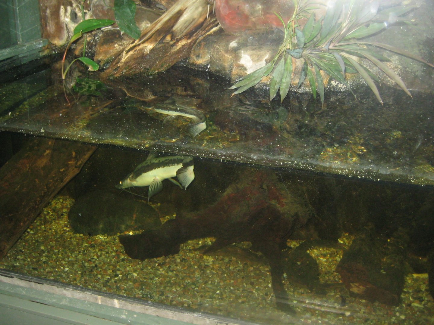 Rostock Zoo - Aquarium - Catfish tank