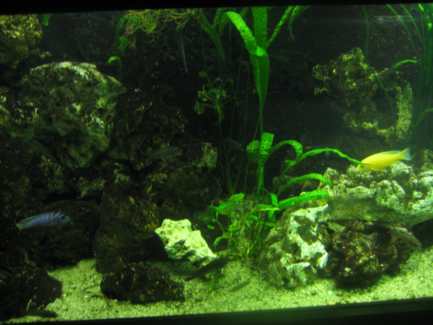 Rostock Zoo - Aquarium - Cichlid tank