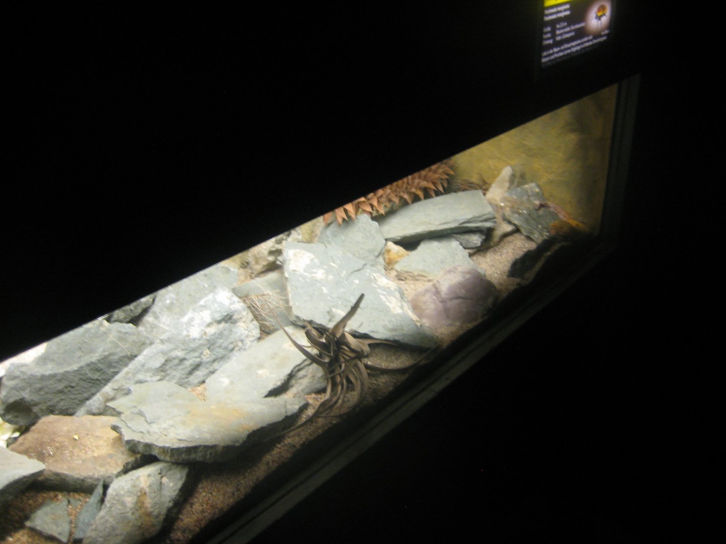 Rostock Zoo - Aquarium - Leopard gecko exhibit