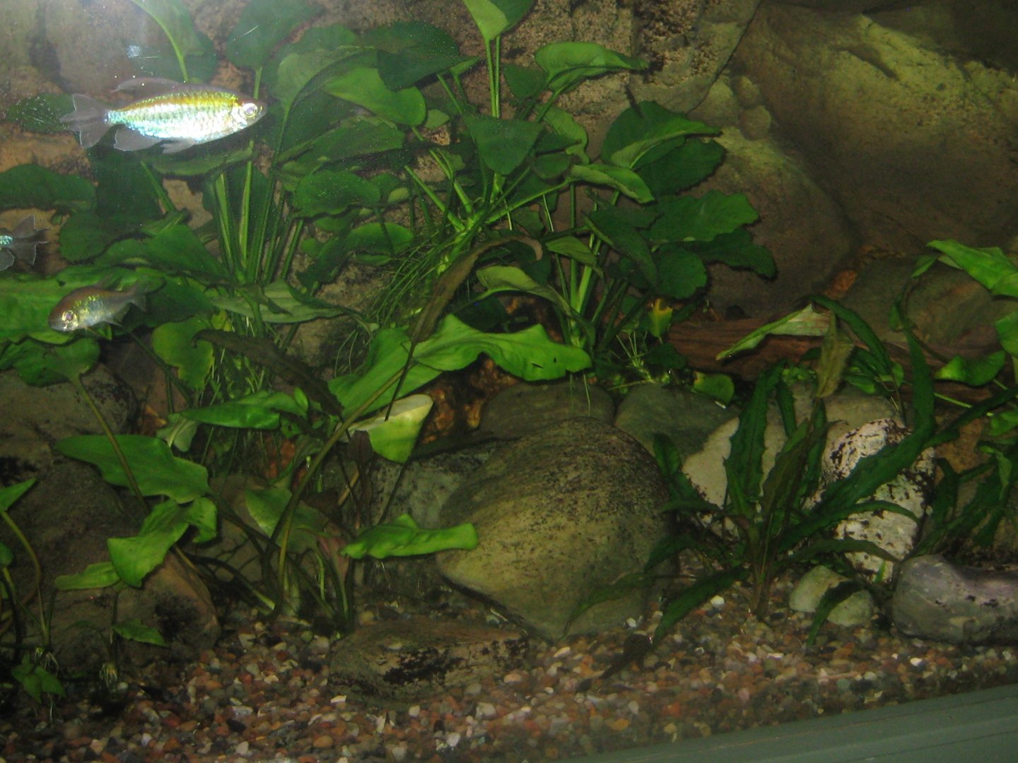Rostock Zoo - Aquarium - Mixed African tank