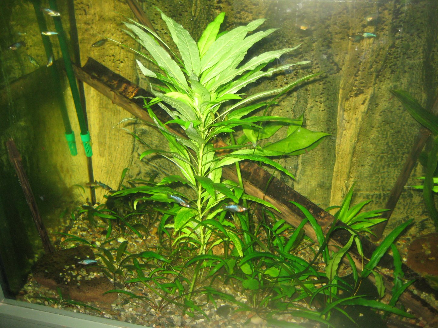 Rostock Zoo - Aquarium - Mixed Asian tank
