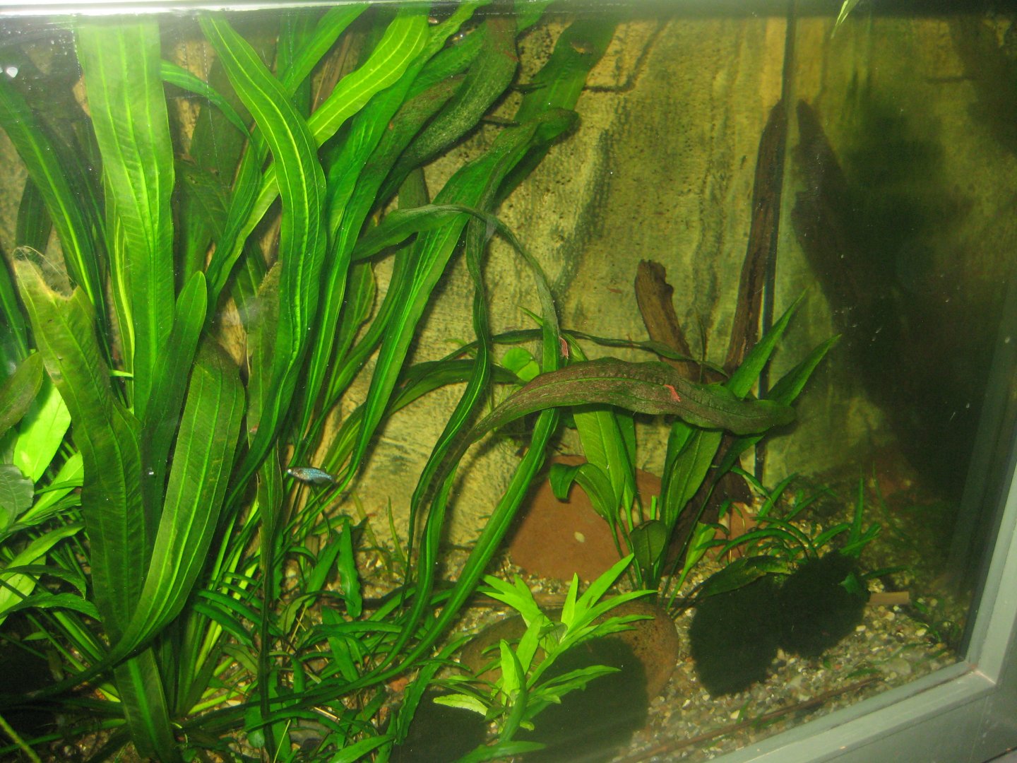 Rostock Zoo - Aquarium - Mixed Asian tank