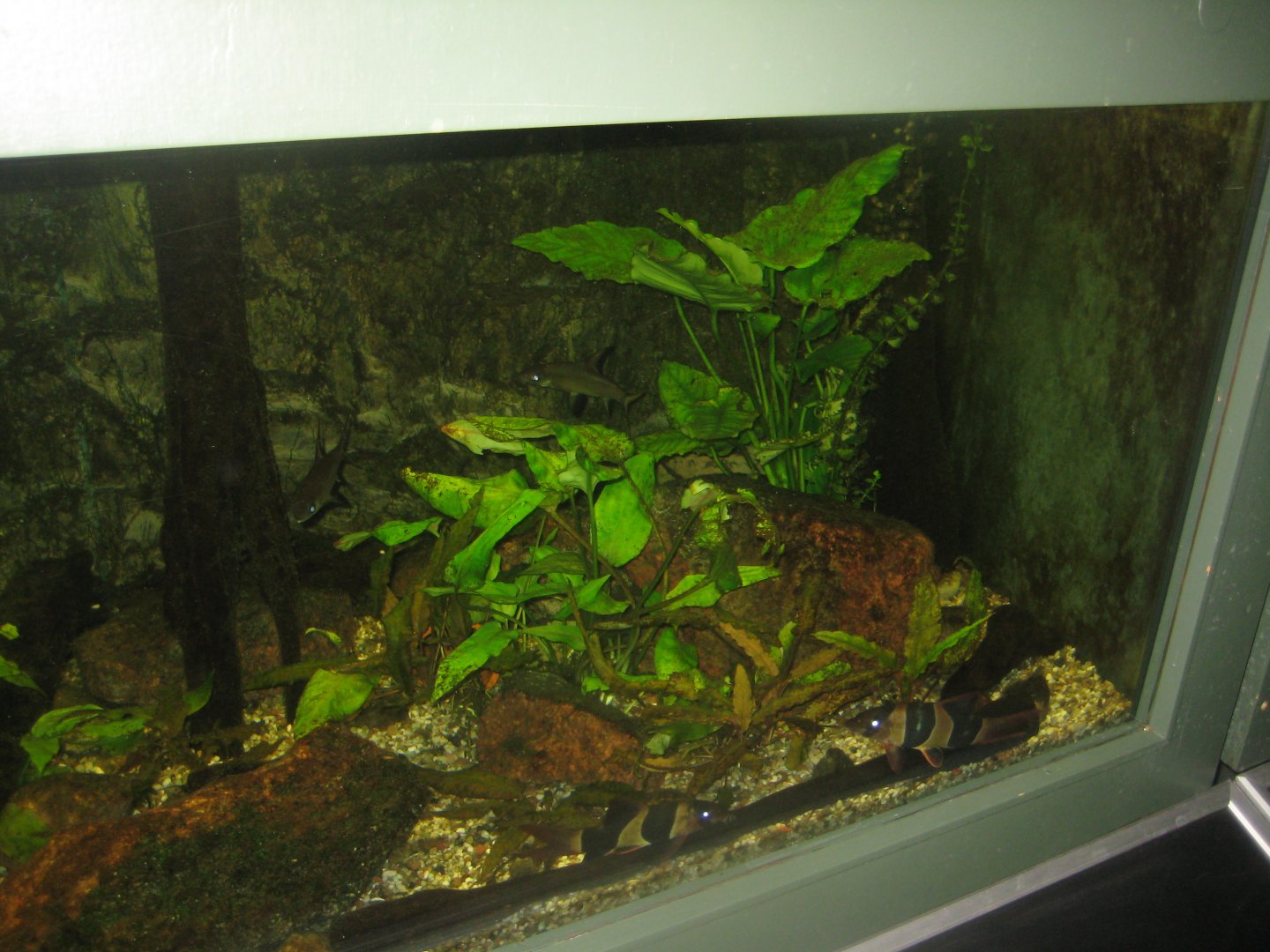 Rostock Zoo - Aquarium - Mixed Asian tank