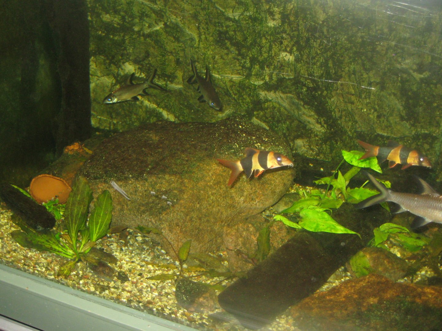 Rostock Zoo - Aquarium - Mixed Asian tank