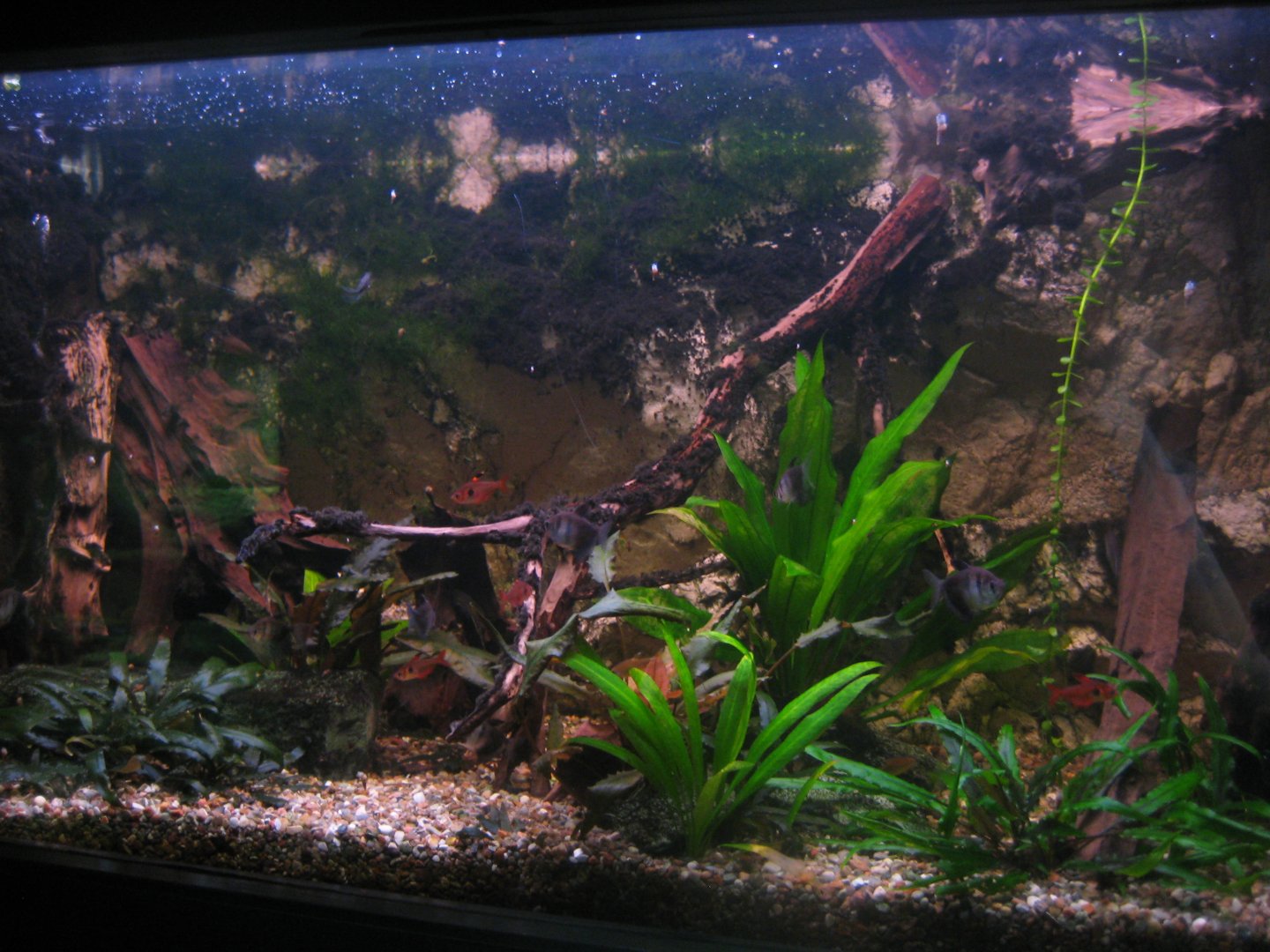 Rostock Zoo - Aquarium - Mixed tetra tank