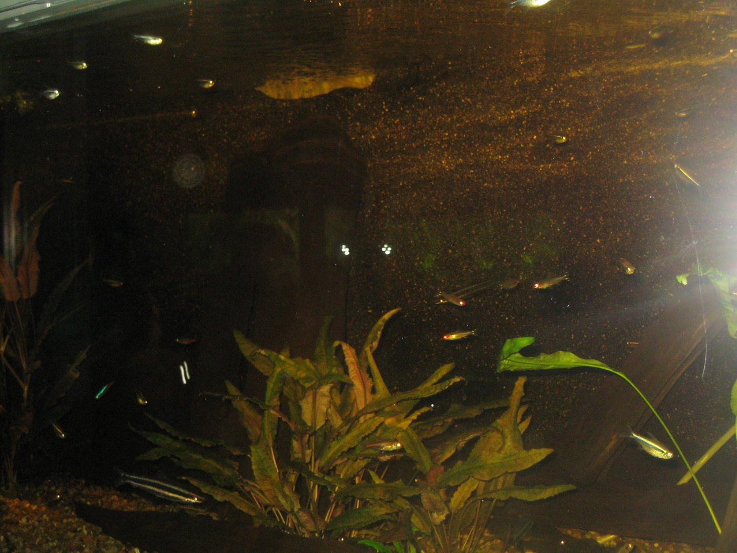 Rostock Zoo - Aquarium - Mixed tetra tank