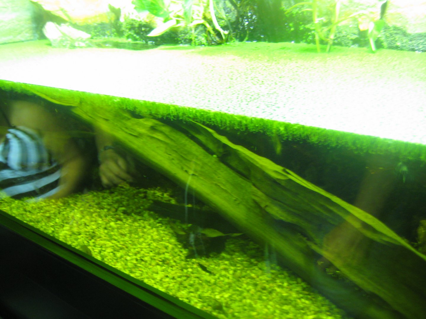 Rostock Zoo - Aquarium - Musk turtle tank