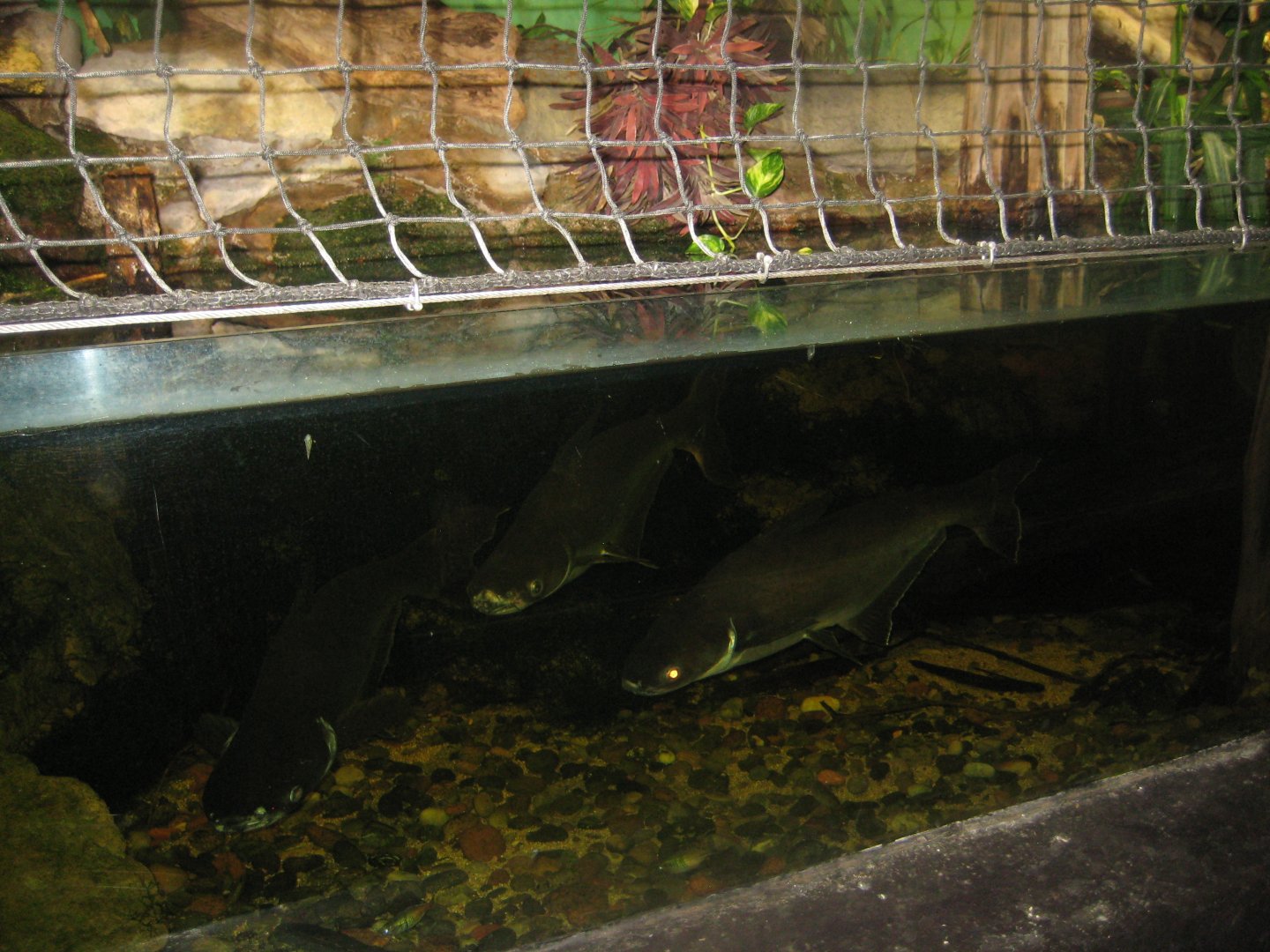 Rostock Zoo - Aquarium - Pangasius/iguana tank