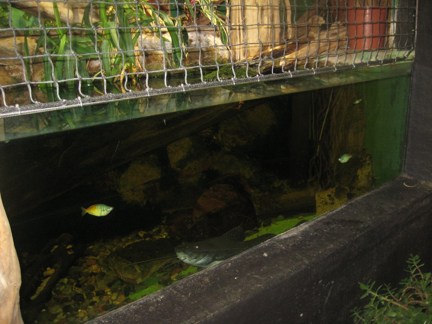 Rostock Zoo - Aquarium - Pangasius/iguana tank
