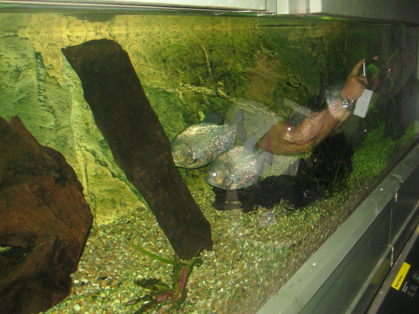 Rostock Zoo - Aquarium - Piranha tank