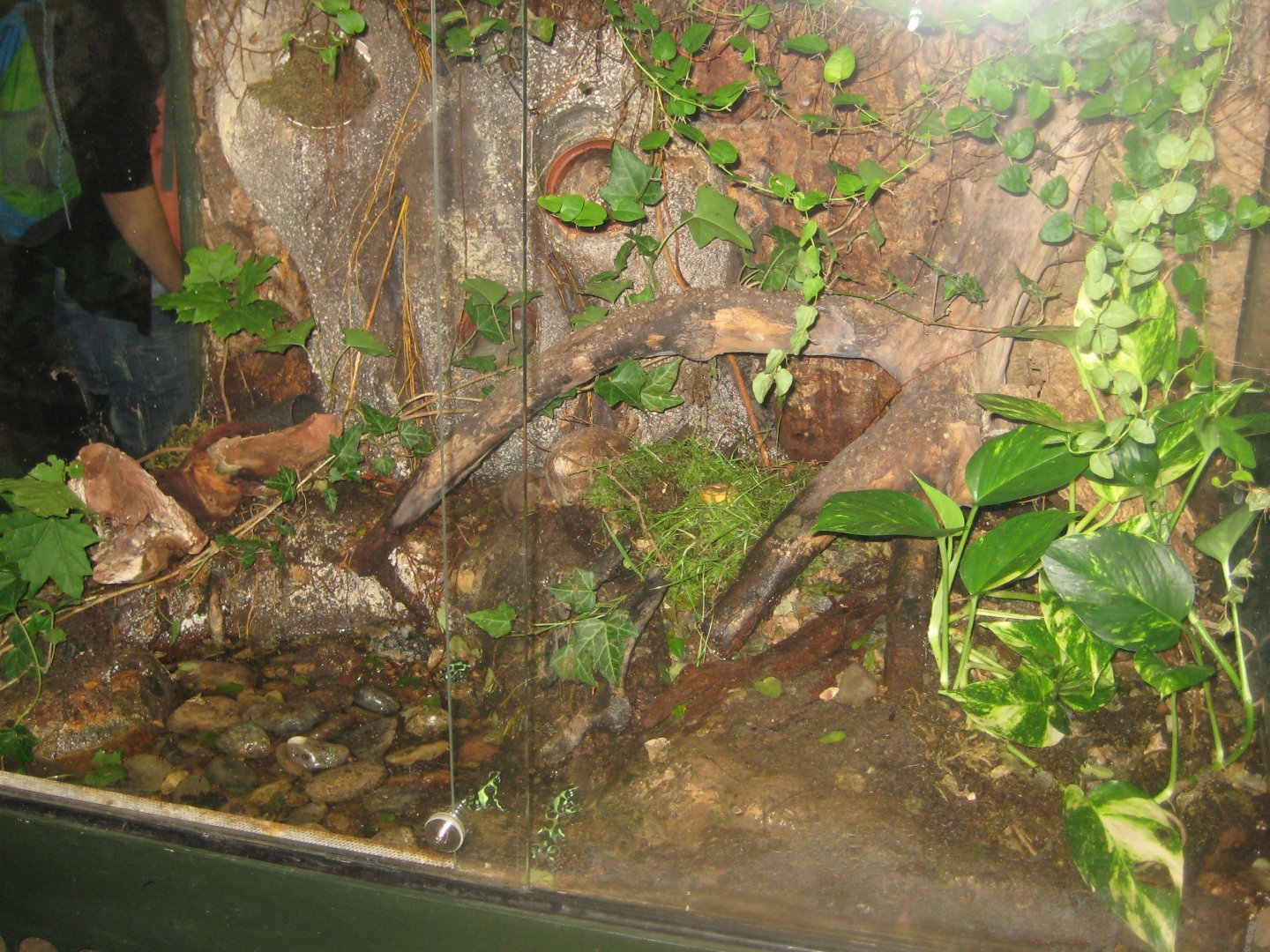 Rostock Zoo - Aquarium - Poison frog exhibit
