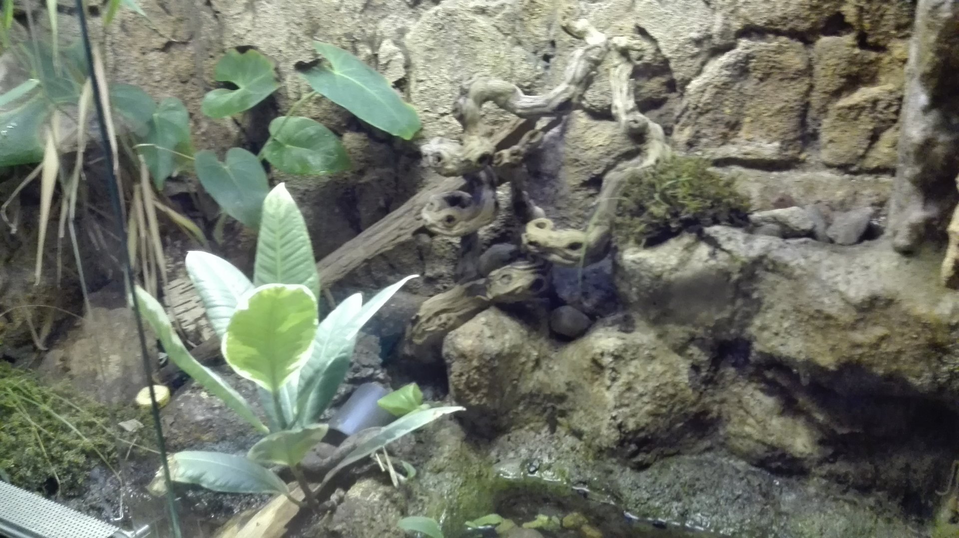 Rostock Zoo - Aquarium - Poison frog exhibit