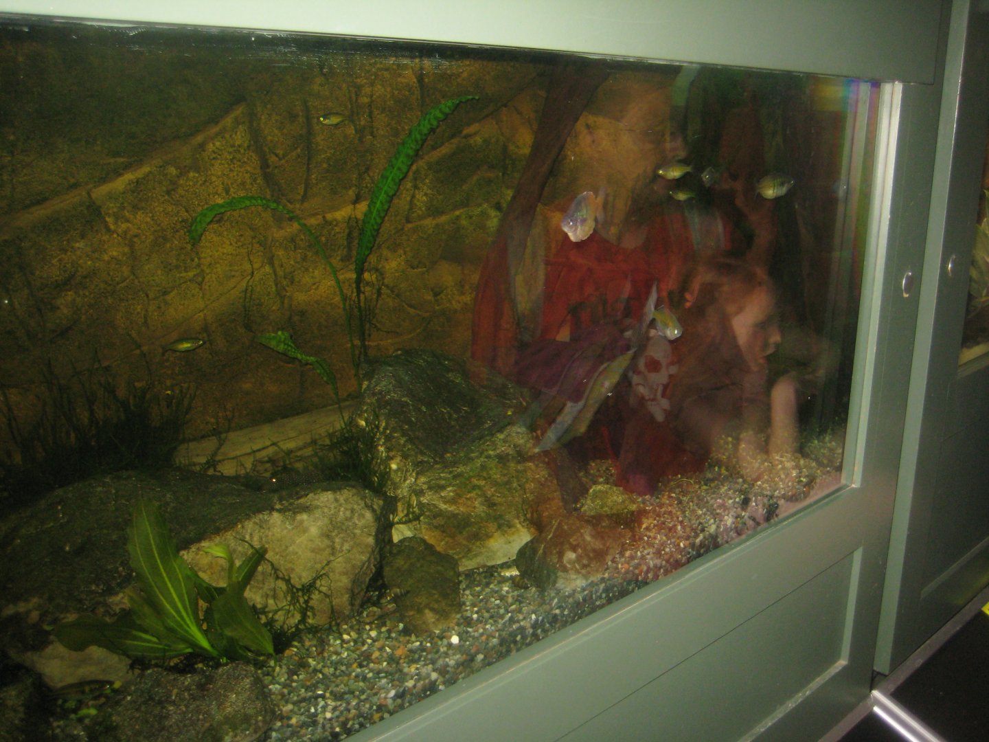 Rostock Zoo - Aquarium - Rainbowfish tank