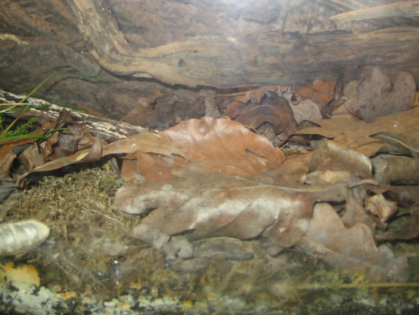 Rostock Zoo - Aquarium - Rose chafer exhibit