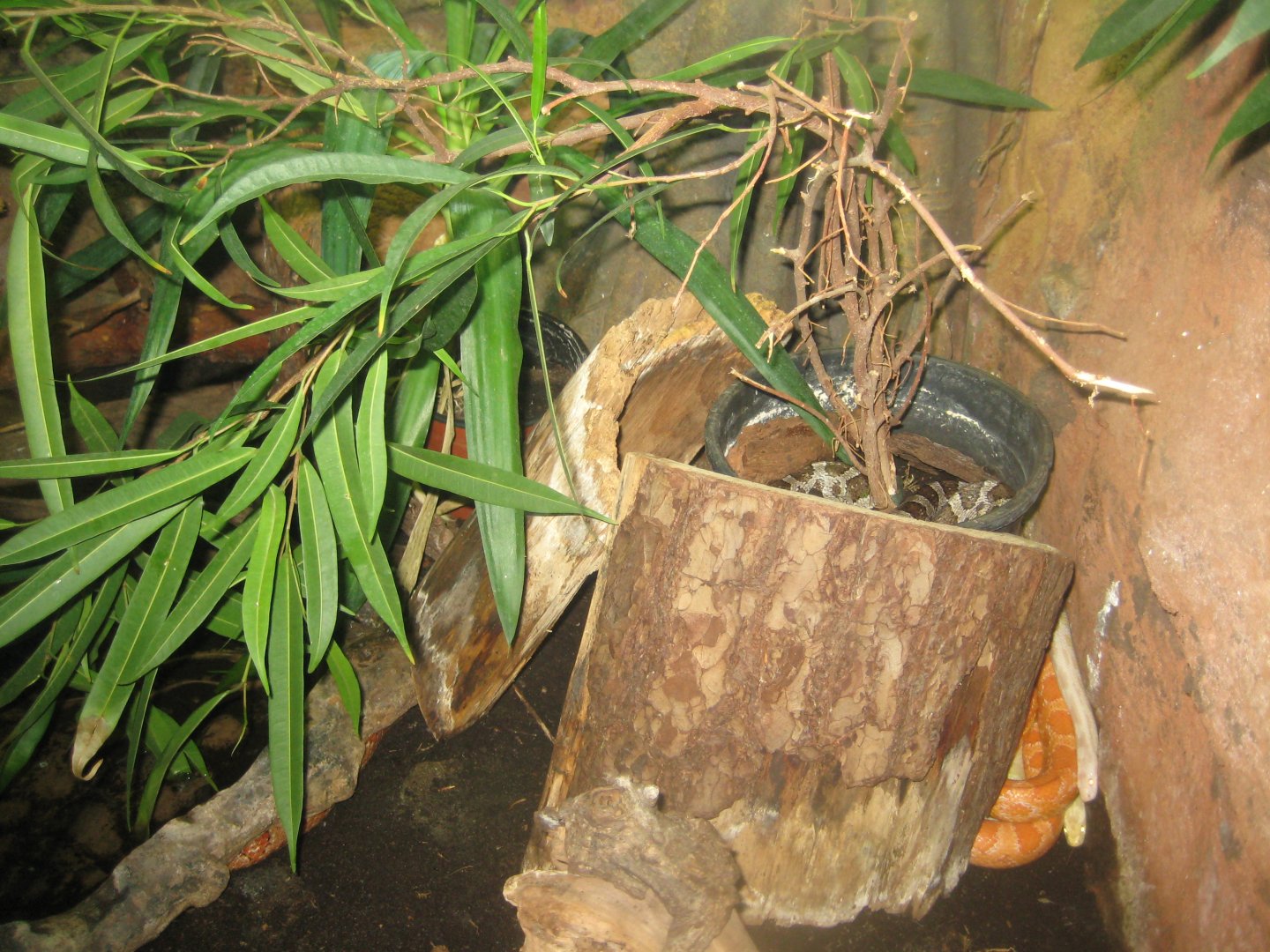 Rostock Zoo - Aquarium - Snake exhibit