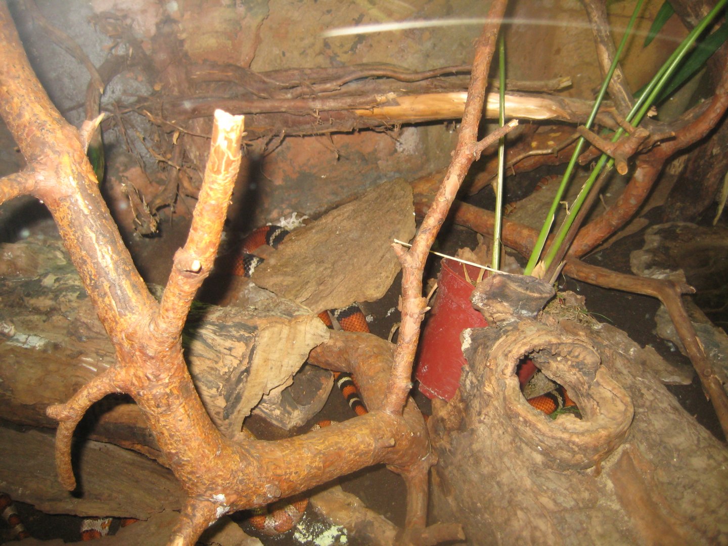 Rostock Zoo - Aquarium - Snake exhibit