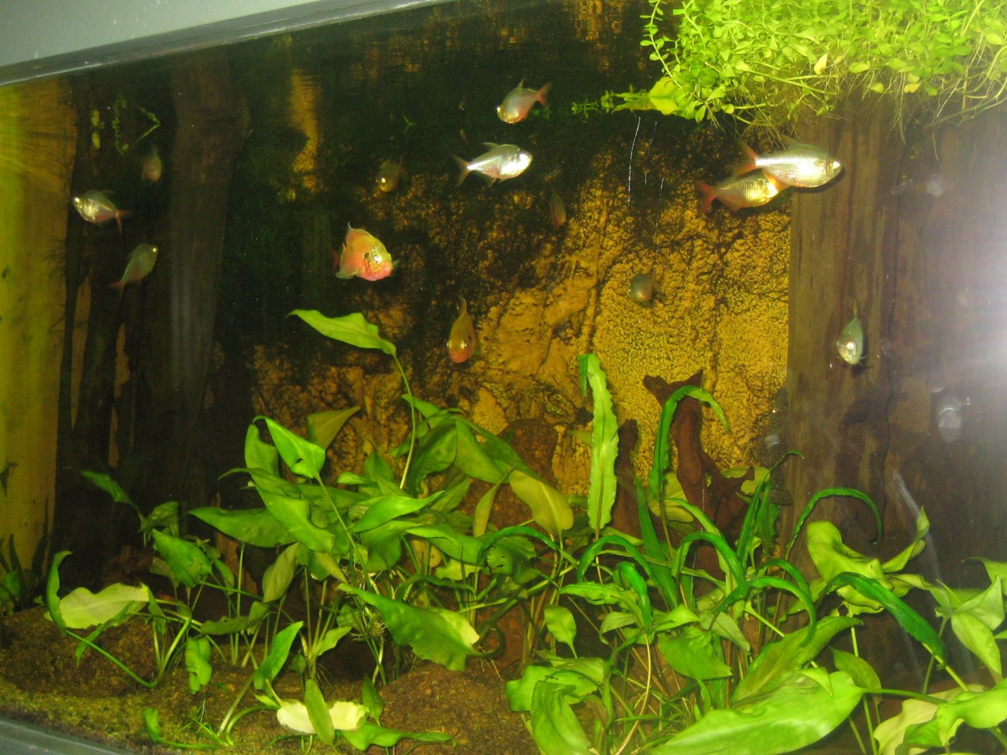 Rostock Zoo - Aquarium - Tetra/cichlid tank