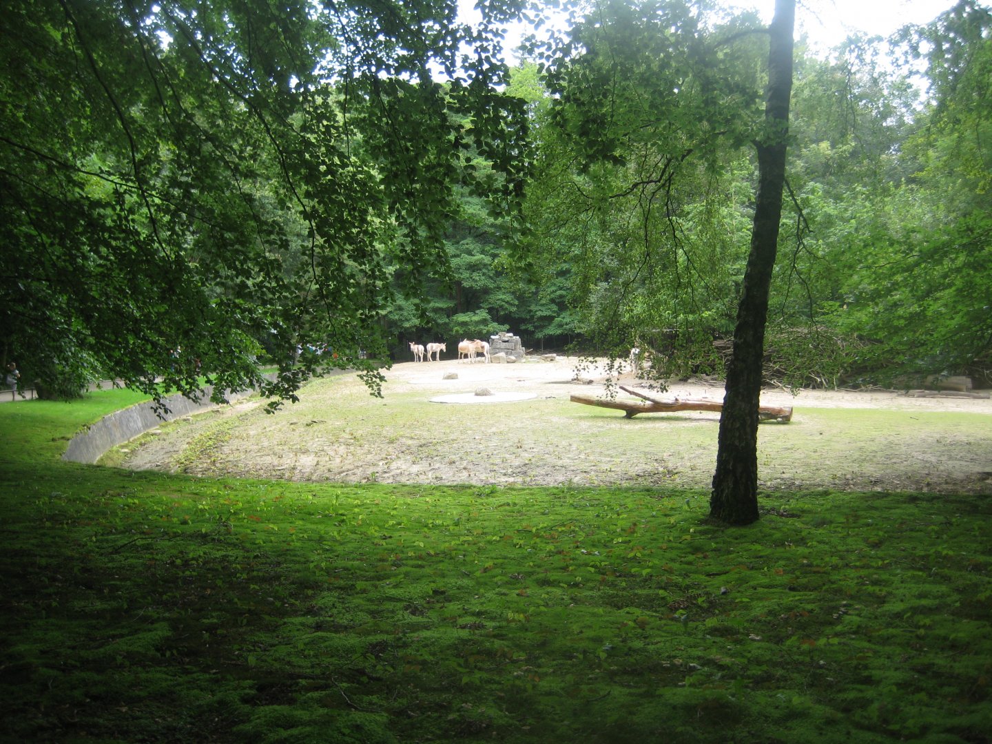 Rostock Zoo - Asian plain