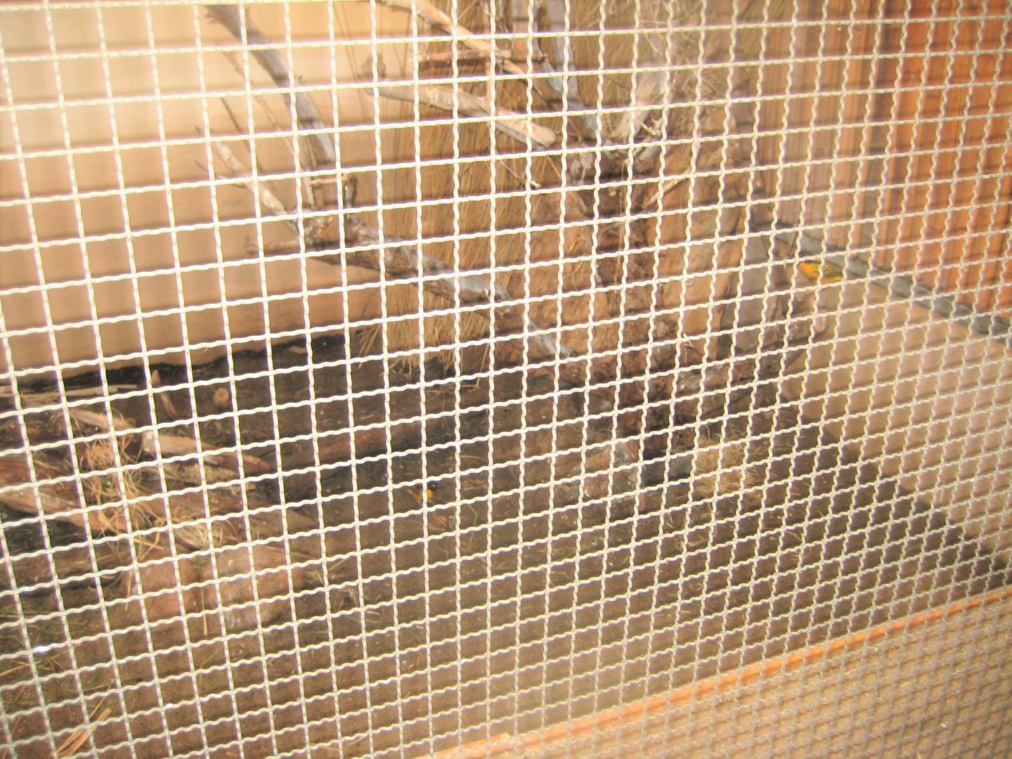 Rostock Zoo - Bird/reptile house - African aviary