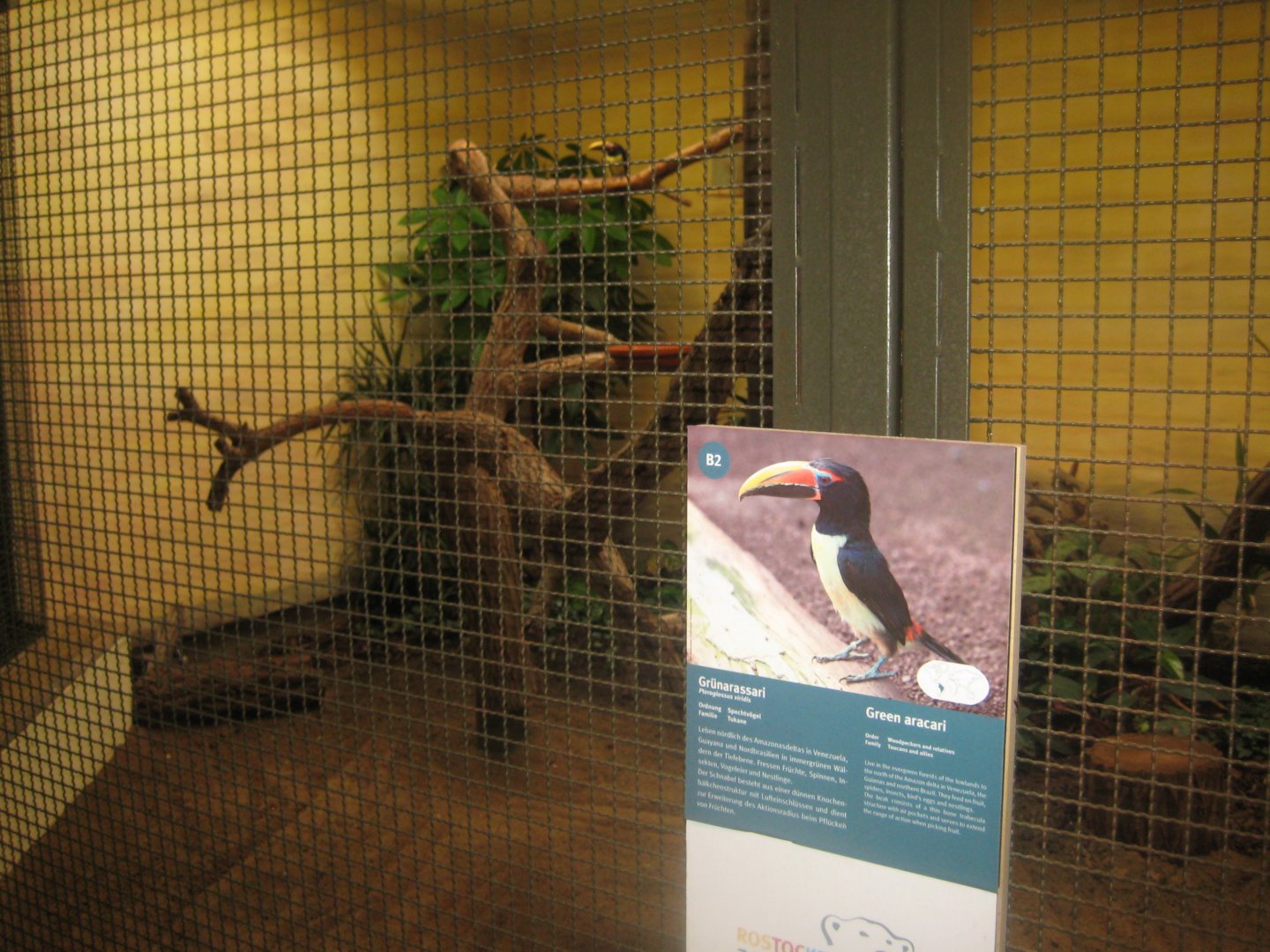 Rostock Zoo - Bird/reptile house - Aracari aviary