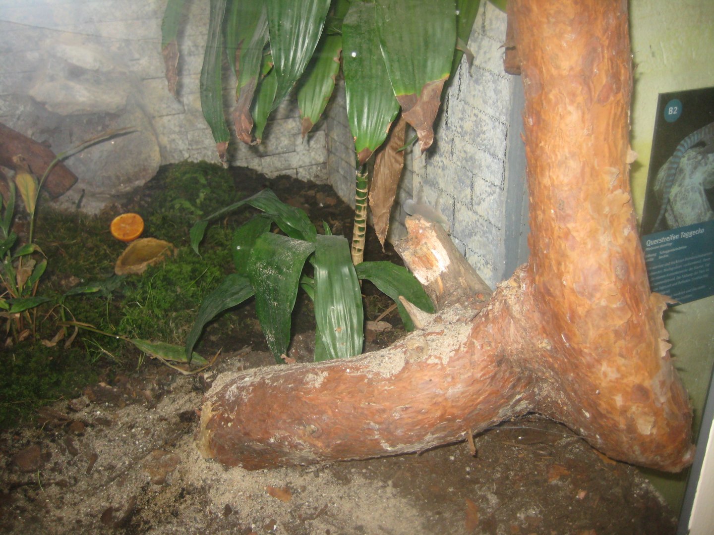 Rostock Zoo - Bird/reptile house - Gecko exhibit