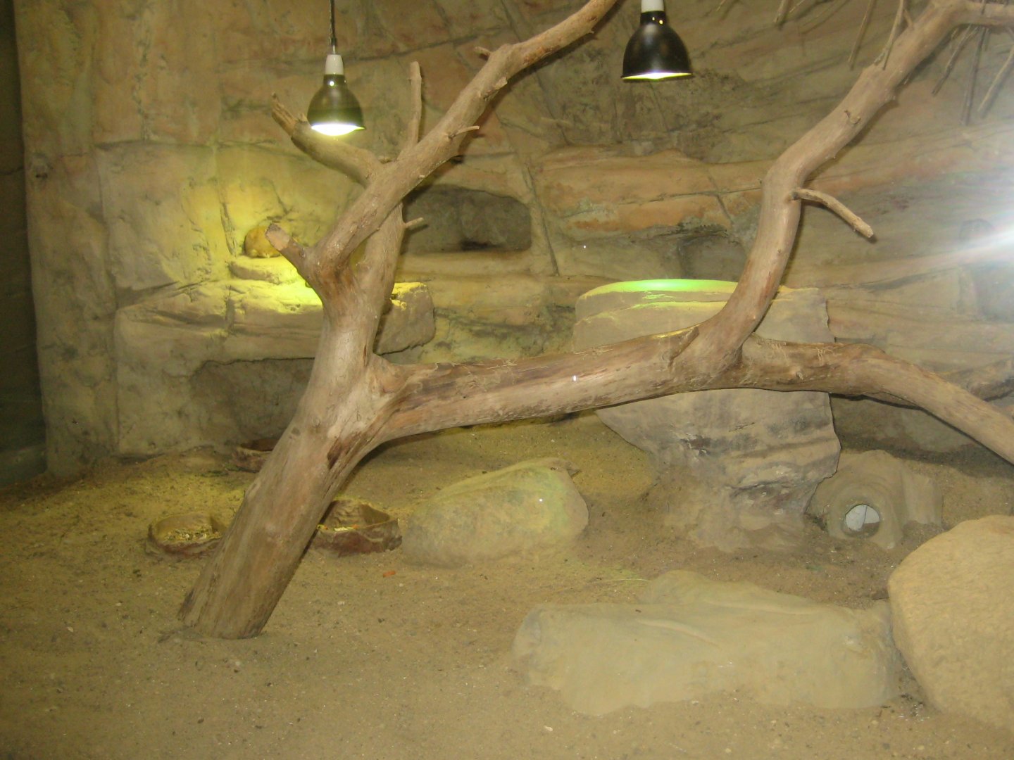 Rostock Zoo - Bird/reptile house - Gundi exhibit