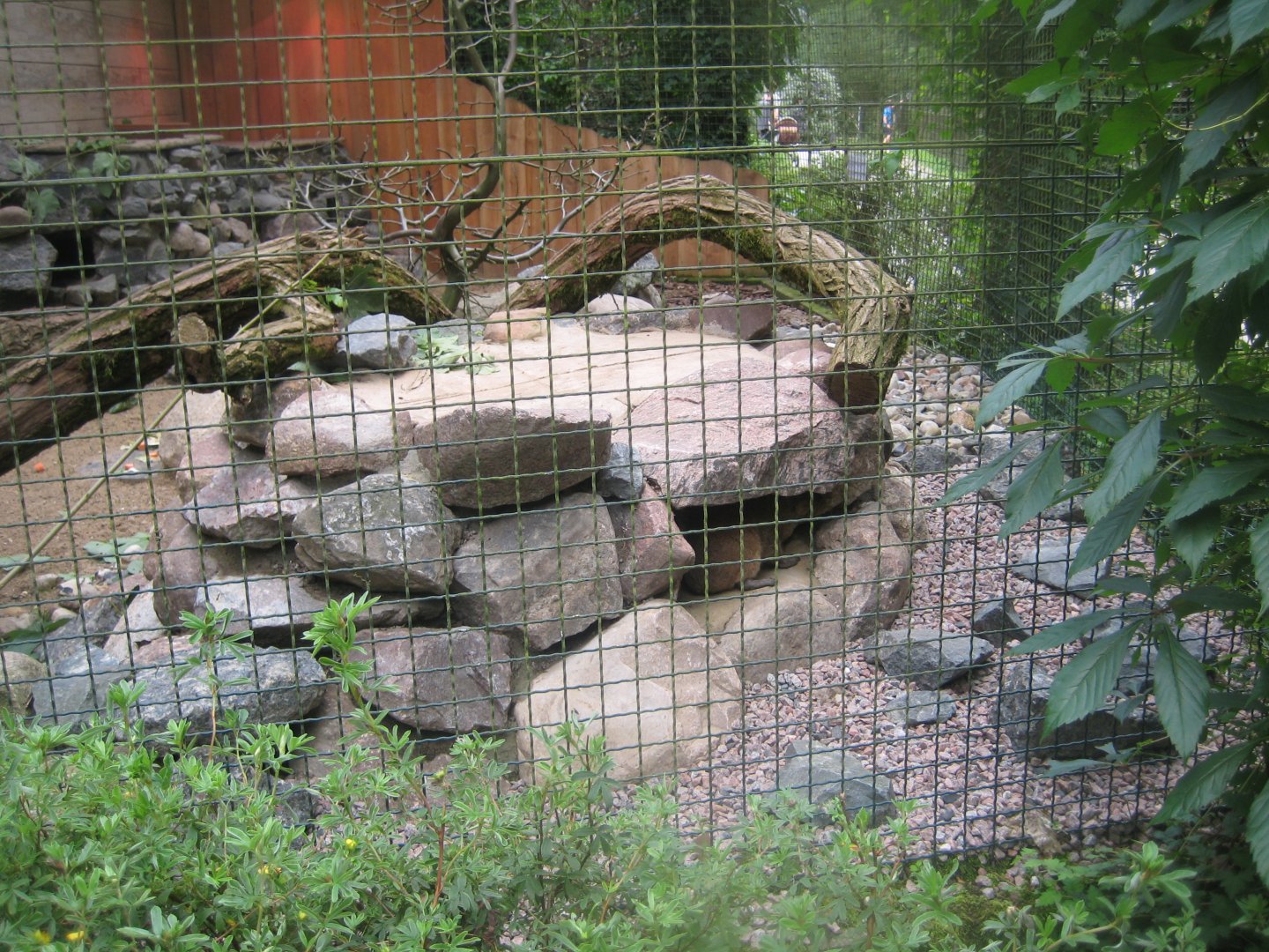 Rostock Zoo - Bird/reptile house - Hyrax exhibit