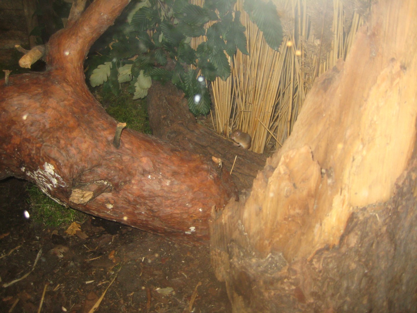 Rostock Zoo - Bird/reptile house - Mouse exhibit