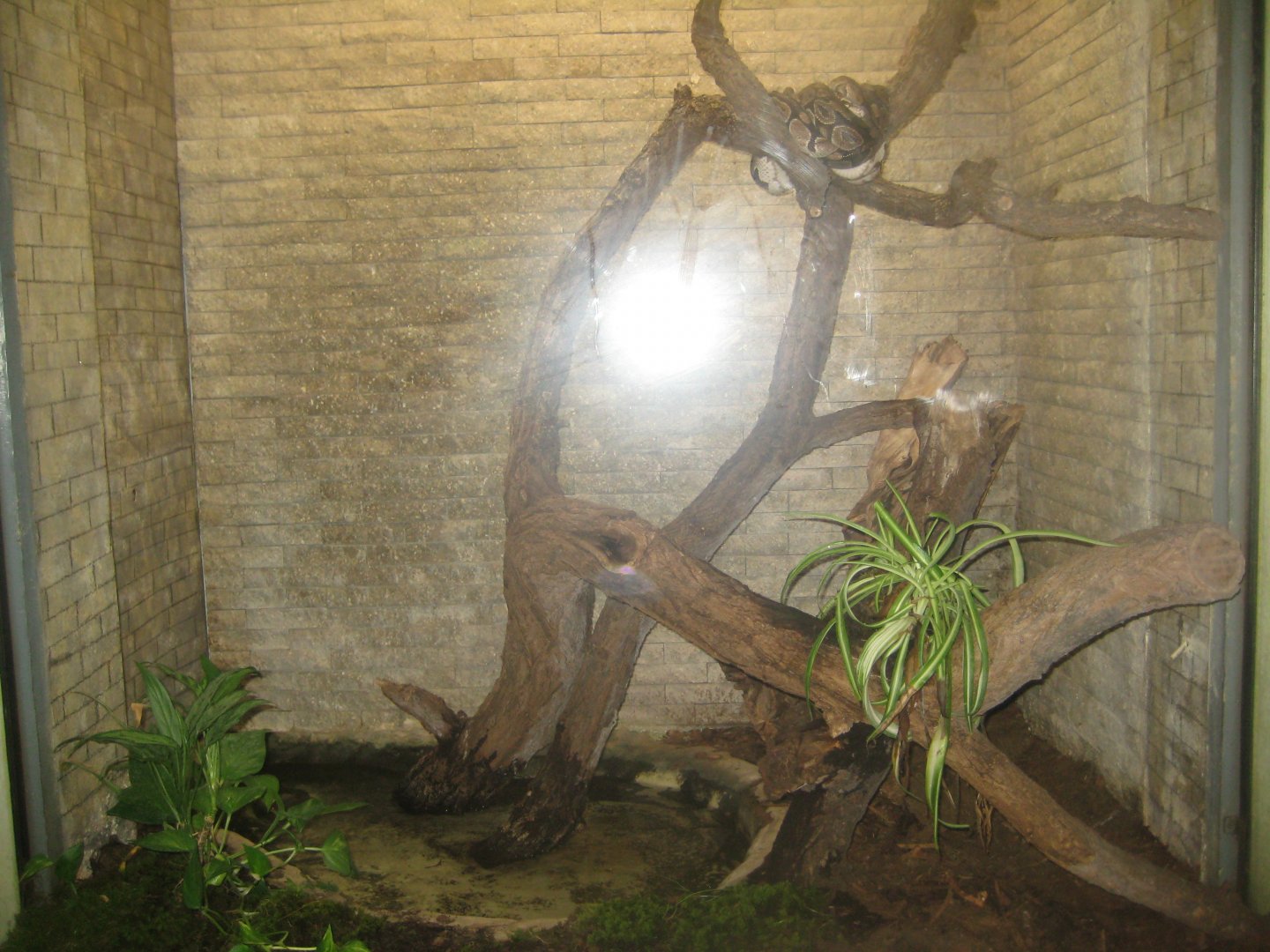 Rostock Zoo - Bird/reptile house - Python exhibit