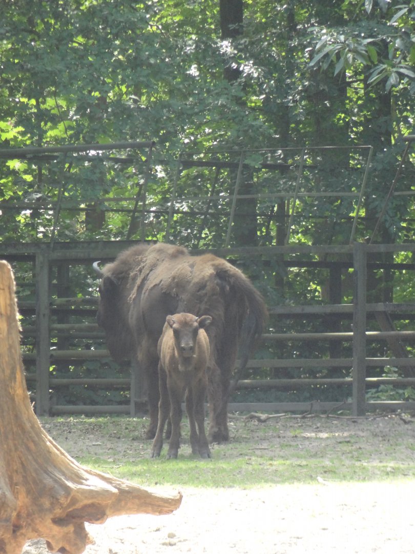 Rostock Zoo - Bison