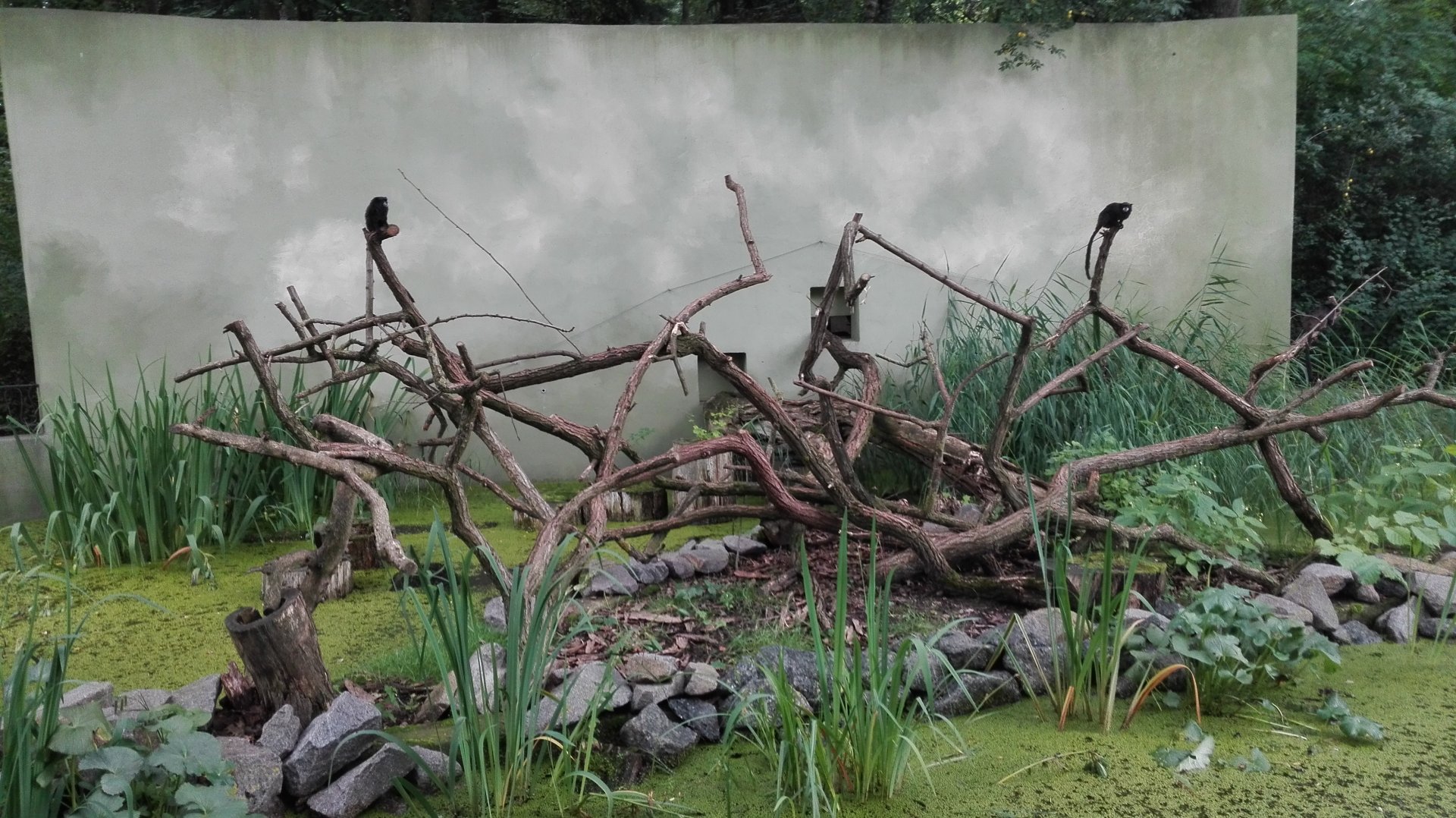 Rostock Zoo - Black-mantled tamarin exhibit